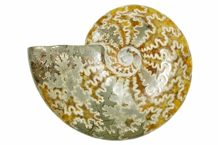 Polished Ammonite (Cleoniceras) Fossil - Madagascar #365065